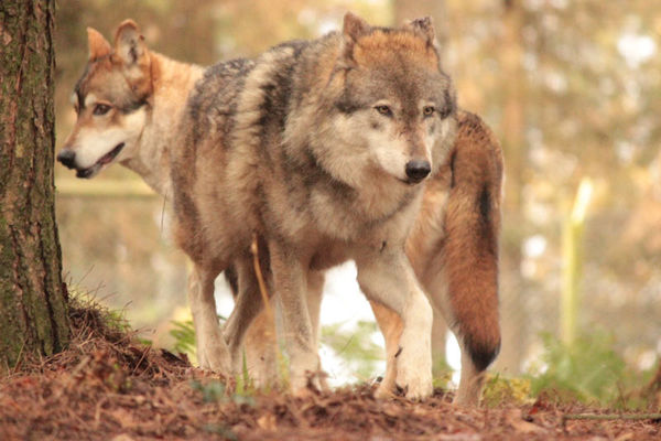 Refuge des loups de Coat Fur